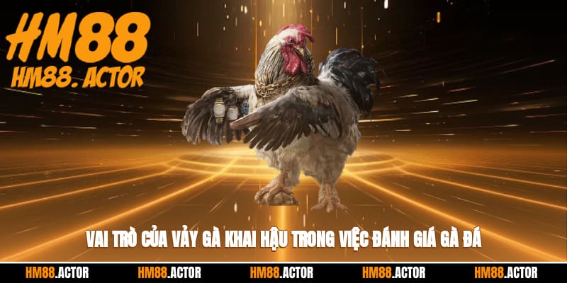  Vai trò của vảy gà khai hậu trong việc đánh giá gà đá